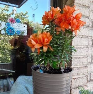 Meet your Posher, Penny